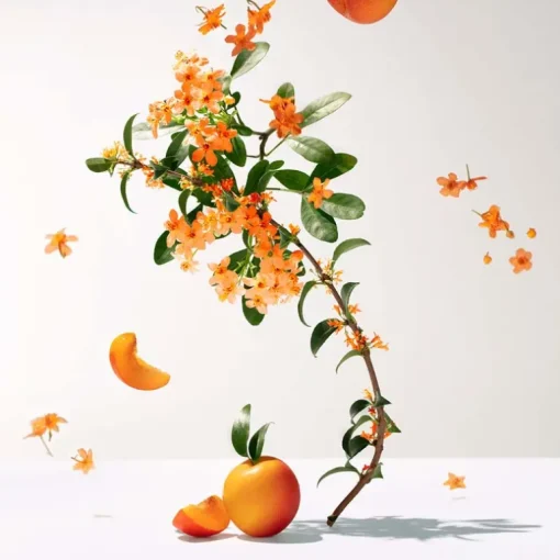 Fleur d'Osmanthus