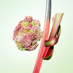 Infusion Rhubarbe